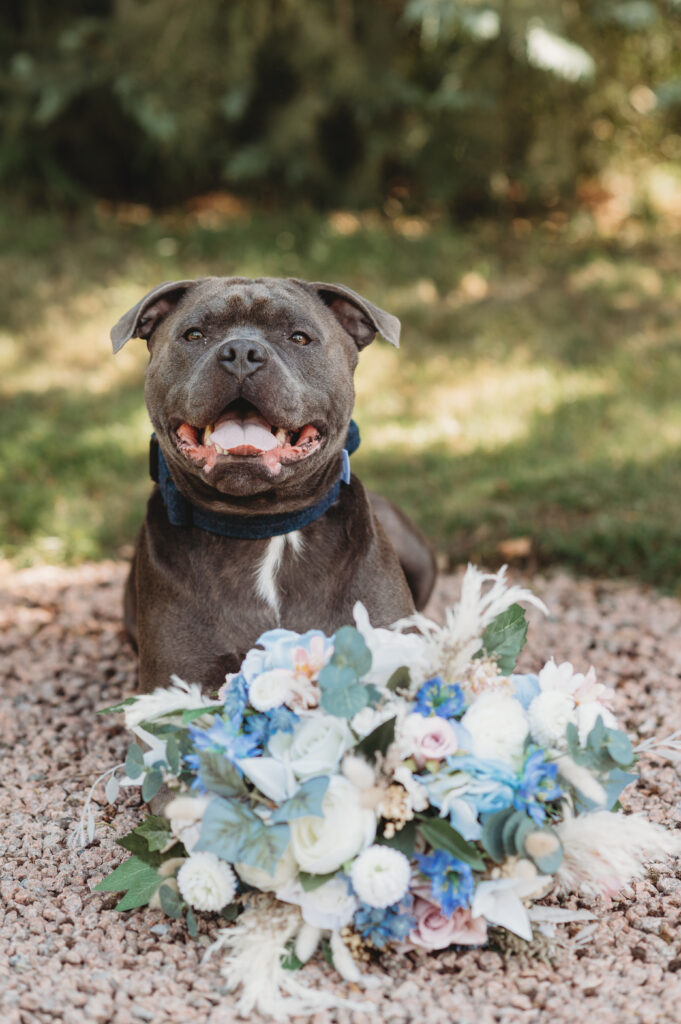 Aberdeenshire dog at an Elsick House wedding
