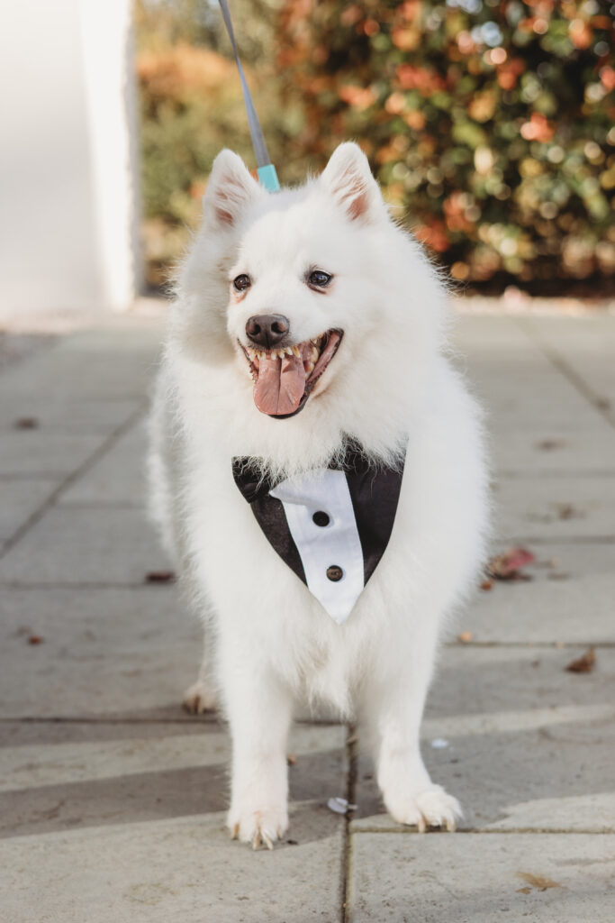 Aberdeenshire dog at a Maryculter House wedding
